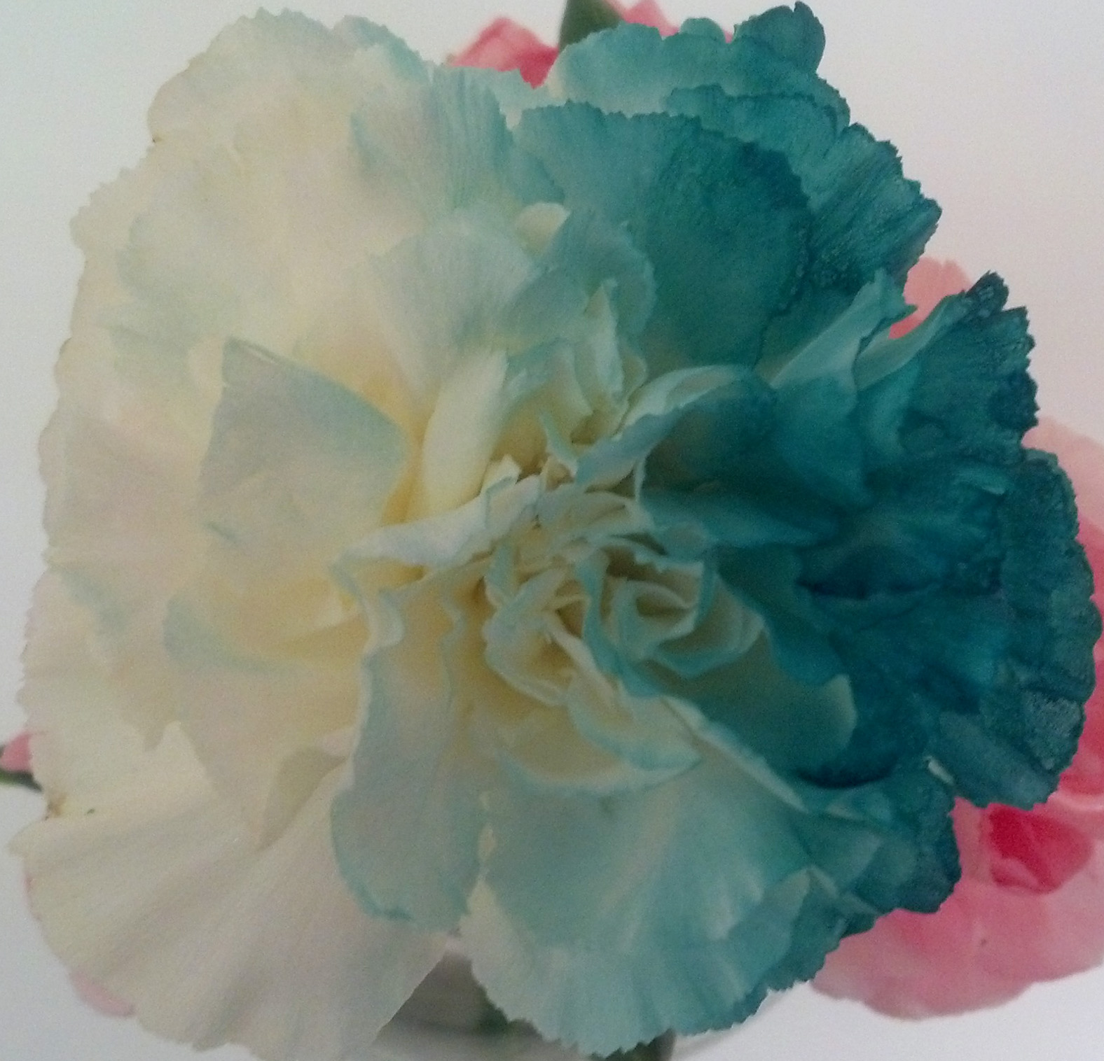 Should You Paint Fresh Flowers?