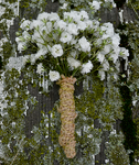 baby's breath boutonniere 