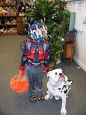 English Bulldog Pearl at Gillespie Florists