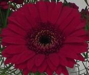 Burgundy Flower Indianapolis