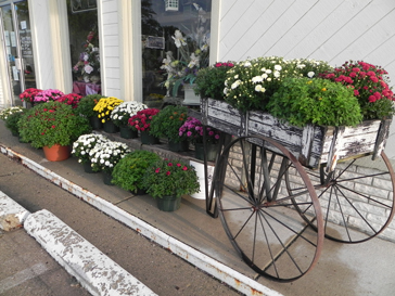 Fall Mums Indianapolis