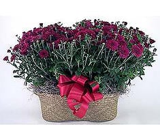 Large Double Mum Basket Avon, IN