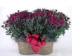 Large Double Mum Basket Avon, IN