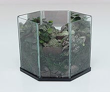 terrarium mini garden