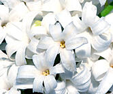 hyacinth2