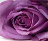 Lavender rose