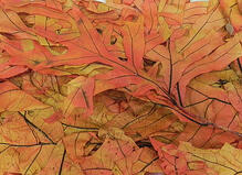 Orange Leaves Indianapolis