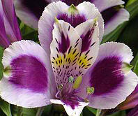 Purple alstro gillespie florists
