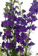 Purple Larkspur avon