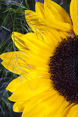 golden Sunflower Indianapolis