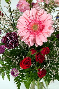 Gerbera Daisy