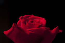 Red Rose for Valentine's Day in Indianapolis