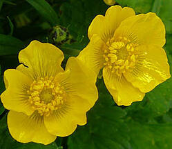 buttercup