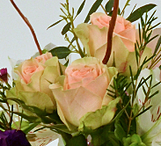 Chablis peach spray rose
