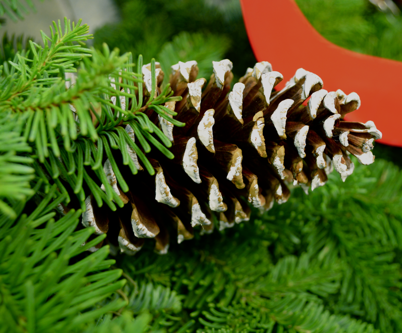 fresh cut evergreens Indianapolis
