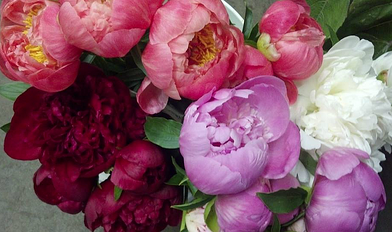 mixed peonies