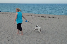 Della and Pearl english bulldog on beach
