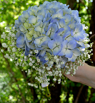 Blue Hydrangea bridesmaid
