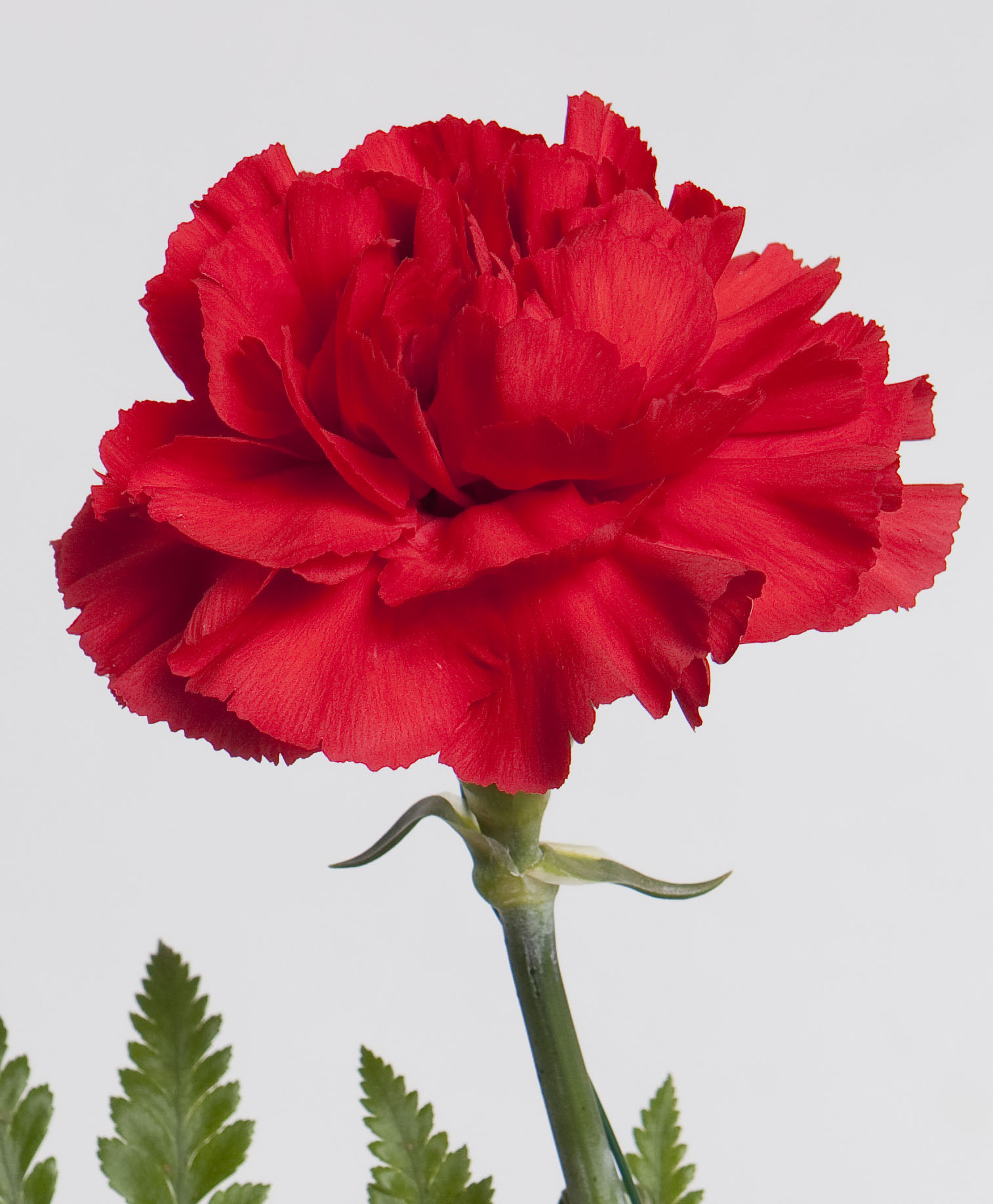 Red Carnation