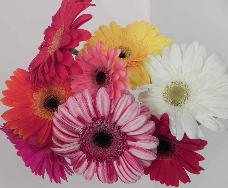 For the Love of Gerbera Daisies!