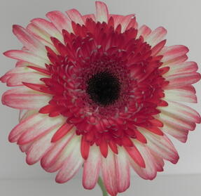 Pink & White Gerbera Daisy Avon, IN