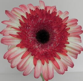 Pink & White Gerbera Daisy Avon, IN