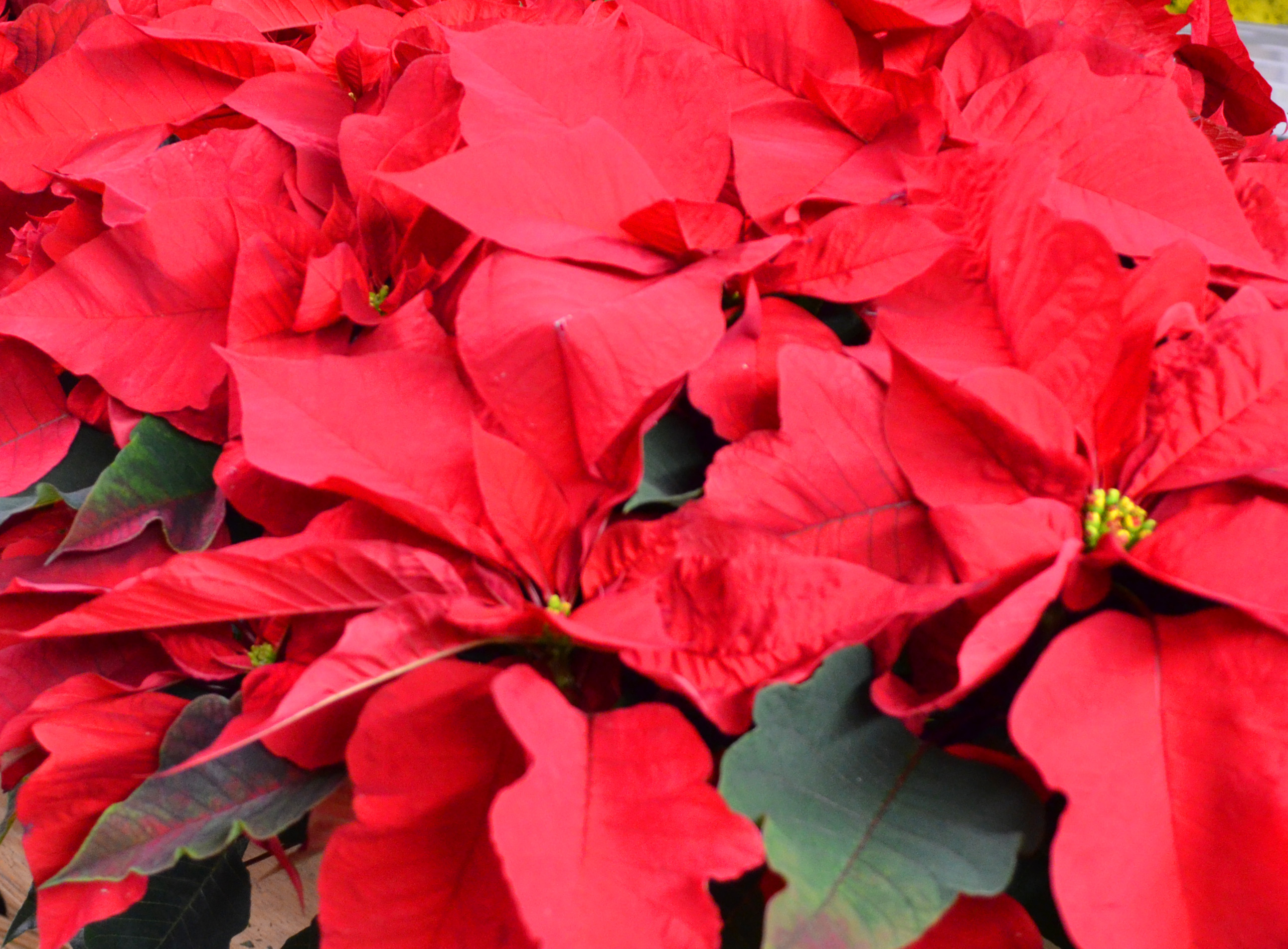 Poinsettias delivered avon