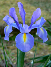 iris in indianapolis