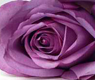 Lavender rose gillespie florists