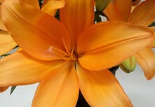 Orange Lily Indianapolis