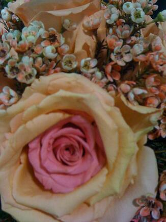 multi layered rose