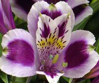 Purple alstro gillespie florists