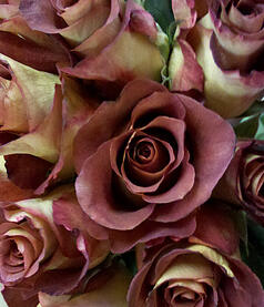 leonidas roses Avon, IN