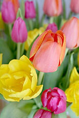tulips3