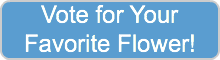 Vote for your Favorite flower