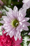 lavender daisy avon