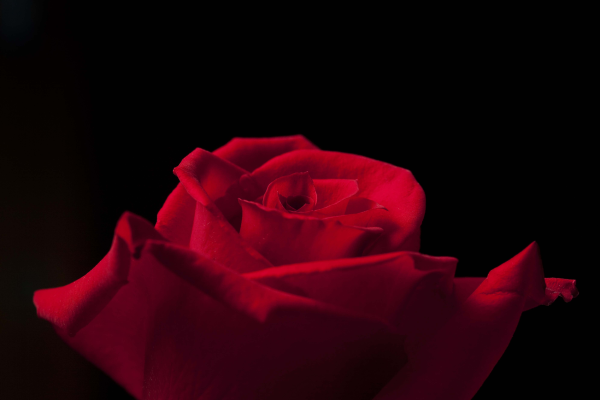 Red Rose in indianapolis