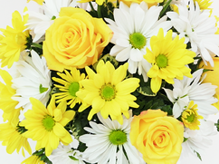 Yellow and white daisy rose bridal