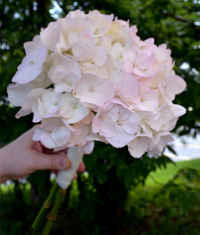 hydrangeasmall