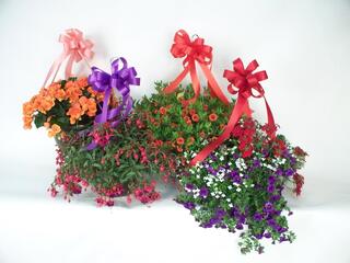 Hanging Blooming Baskets