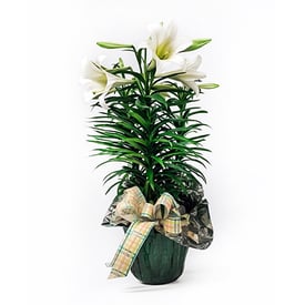 26E04-Fragrant-Meadow_460