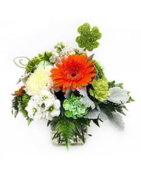 26P022-DUBLINE-DAZZLE-272