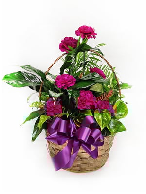 26V10-EVERLASTING-MAGENTA-1080[X