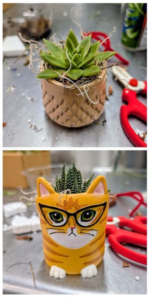 Succuelents_Cat