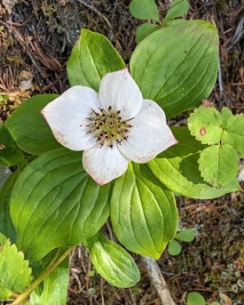ALASKAFLOWERS2