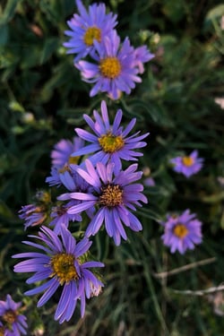 Asters1