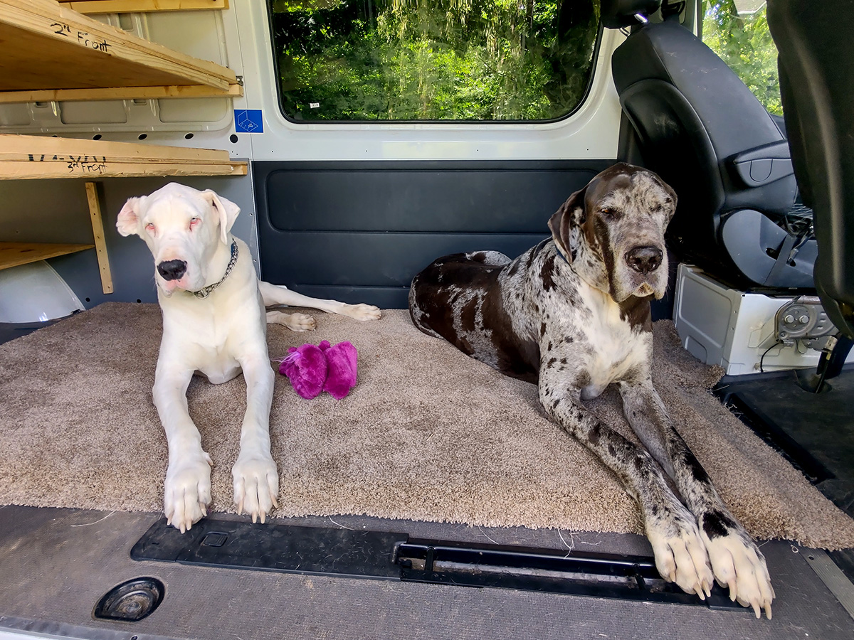 Meet Our Gillespie Florists Mascots