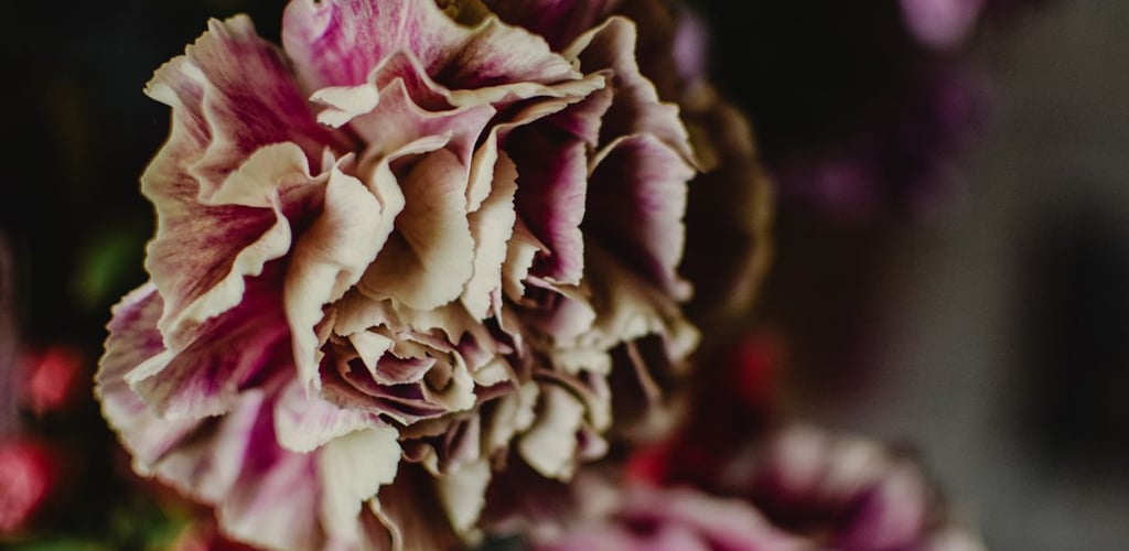 CARNATIONS