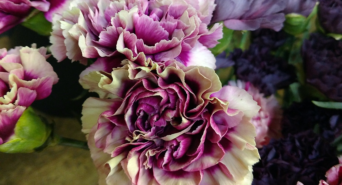 Fallflowers_carnations