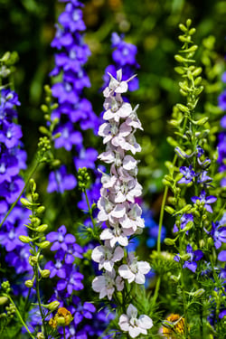LARKSPUR